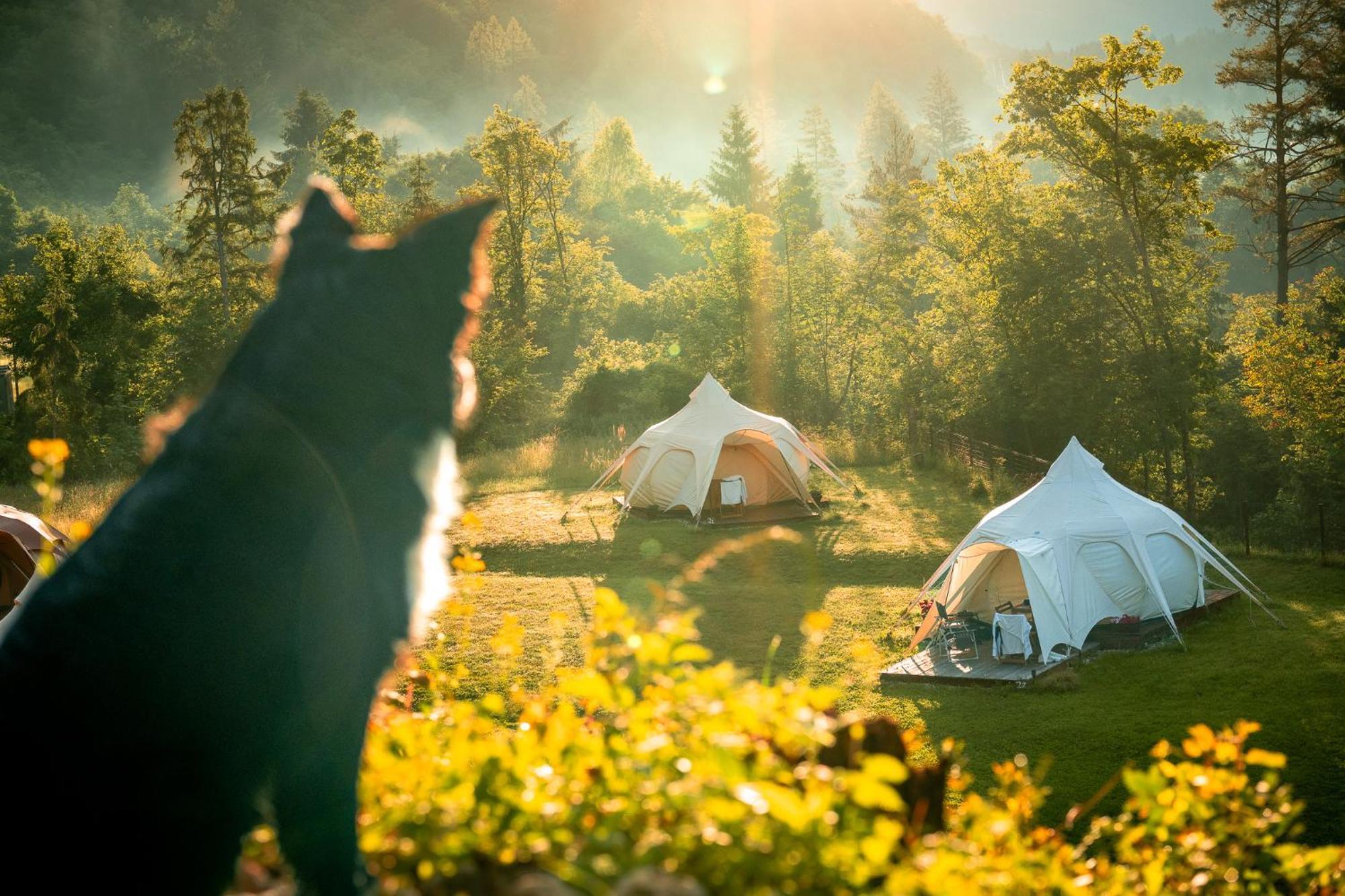 博维茨 Glamping Gozdna Jasa酒店 外观 照片